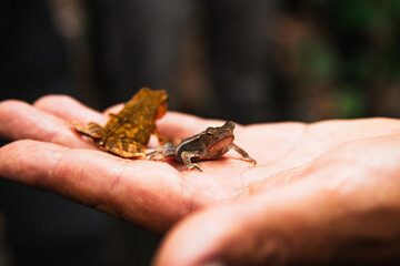 two small jungle frogs on a palm of a hand