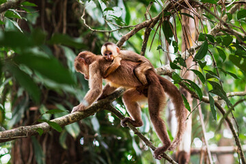 photo of monkey thief climbing a tree with baby in amazon rainforest