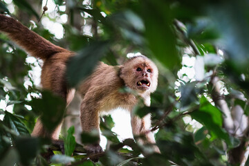 photo of monkey thief climbing a tree in amazon rainforest