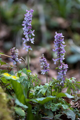 Hohler Lerchensporn (corydalis cava), ein Frühblüher im Frühling auf feuchten Stellen