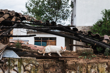 wild cat on a dilapidated house in ecuadorian coutryside