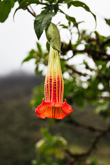 flower of devil's trumpet plant 