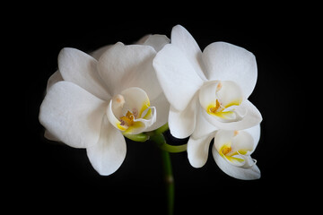 Three magnificent white Phalenopsis orchids - 760875936