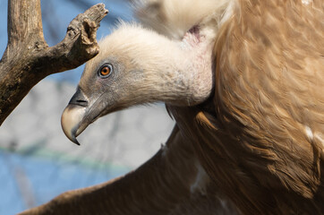 portrait of a vulture