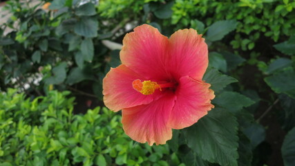 Closeup of a pink and yellow hibiscus flower in bloom