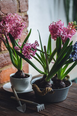 Concept of home spring gardening indoors. Beautiful pink and purple hyacinth bulbous flowers in ceramic or metal pots on the windowsill in the kitchen. Leisure, hobby, recreation. Earth day