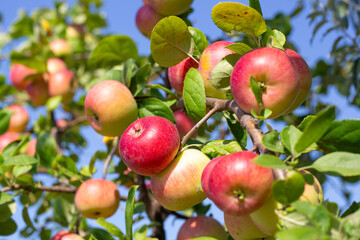 Ripe red apples on an apple tree on a sunny summer day. Rich harvest of fruits in the garden.