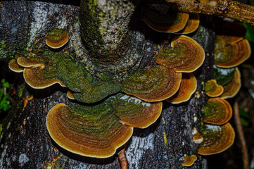 hairy bracket fungus with the Latin name trametes hirsuta growing on woody stems