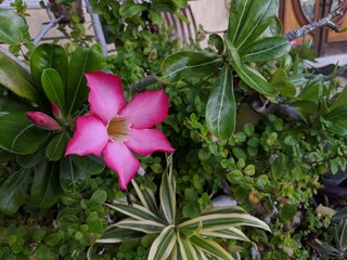 Fototapeta premium Pink flower in bloom Background