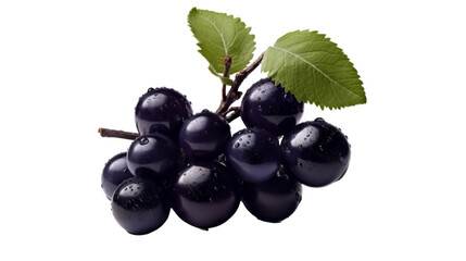 A cluster of luscious black grapes intertwined with vibrant green leaves