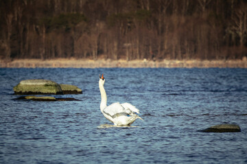 Beautiful screaming swan in Estonia