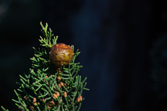 The cones of the cypress tree.
