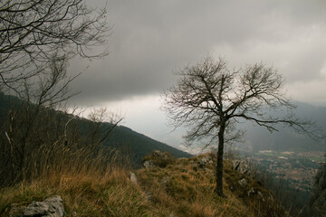 Obraz na płótnie Canvas piccolo albero sulla collina