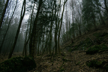 Fototapeta premium sentiero nel bosco