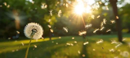  Dandelion seed blowing in the wind with space for text overlay, nature background concept © Ilja