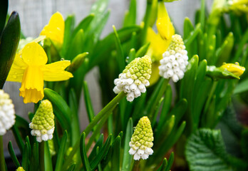 Blooming muscari hyacinths and narcissus in the spring garden