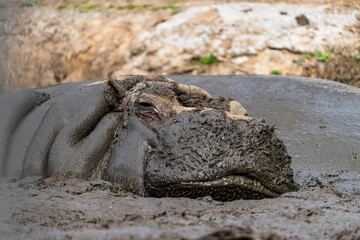 fotografia de un hipopotamo  metido en el barro