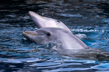 fotografias de delfines en el agua