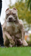un musculoso perro de raza american bully - 760892369