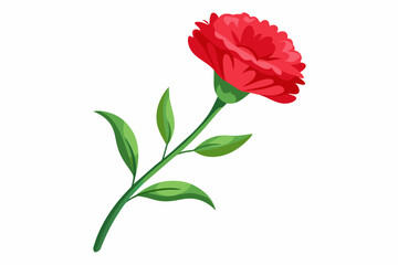  Carnation flower with stem and dark green leaves, vector art illustration