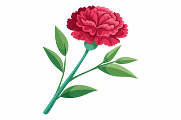  Carnation flower with stem and dark green leaves, vector art illustration