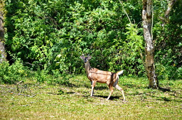 White-tailed deer in Rincon de la Vieja National Park in Costa Rica.  This species of deer is the National Symbol of Costa Rica.