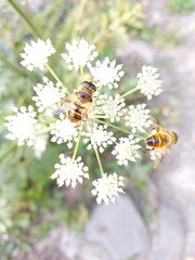 bee on a flower
