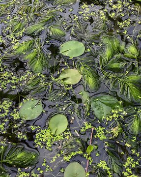 water lily pond