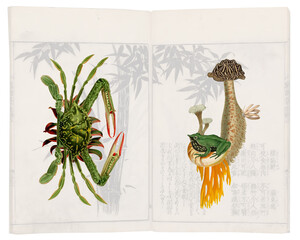 Collage Híbrido: Caranguejo Sapo Bamboo e Coral.
