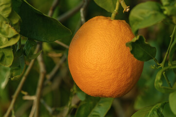 Ripe oranges on a tree in the sunset light 1