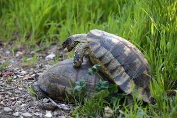 Couple of turtles on the grass while copulate