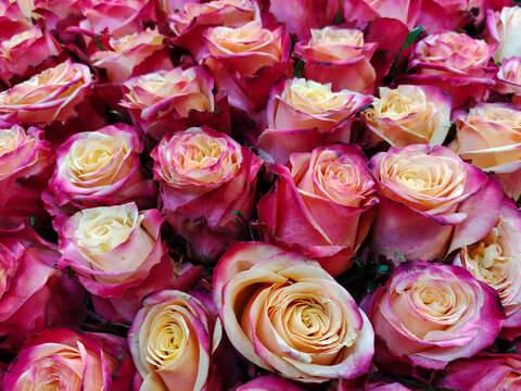 Background image of pink rose flower buds close-up.