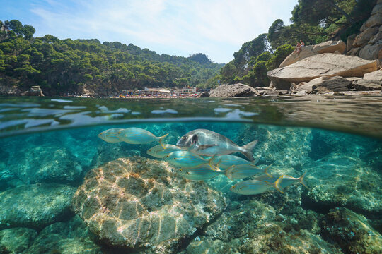 Coast with fish in the Mediterranean sea, Spain, Costa Brava, natural scene, split view over and under water surface, Begur, Catalonia, Aiguablava