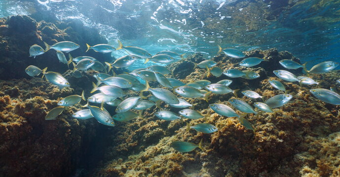 Shoal of fish underwater in the Mediterranean sea, Sarpa salpa fish, natural scene, Italy