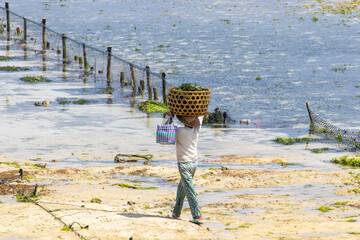 people working in seaweed farm on nusa ceningan and nusa lembongan island