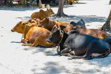 Zelfklevend Fotobehang Nungwi Strand, Tanzania Zebu cattle at the beach in Nungwi village, Zanzibar