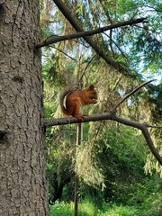 squirrel on tree