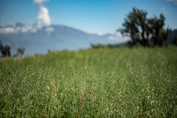 grass and blue sky