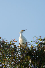 white egret