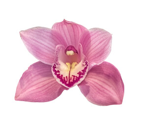 Pink Orchid flower head close up isolated on transparent background. Close-up of beautiful pink...