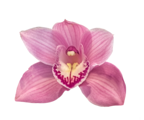 Pink Orchid flower head close up isolated on transparent background. Close-up of beautiful pink Cymbidium Orchid flower on transparent background.