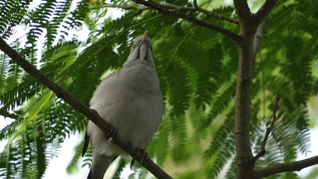 close view of a grey tropical bird sitting on a branch and screaming.
