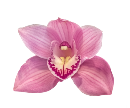 Pink Orchid flower head close up isolated on transparent background. Close-up of beautiful pink Cymbidium Orchid flower on transparent background.