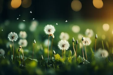 Fotobehang Spring white fluffy dandelion clearing with green grass, fresh botanical nature background © Nikolai