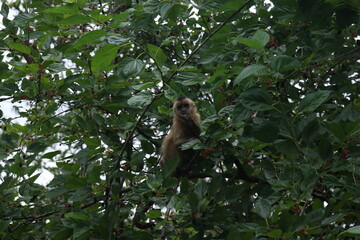 Fototapeta premium Macaco