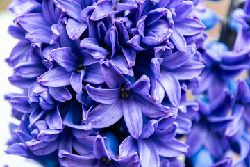 Beautiful blooming purple hyacinth flower