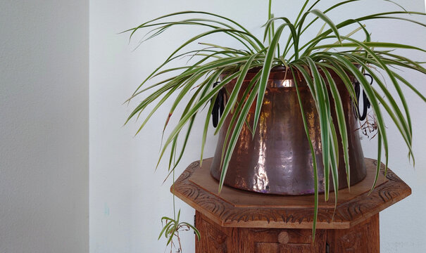 spider plant in a large copper planter on a small hand-carved wooden Guatemalan table 
