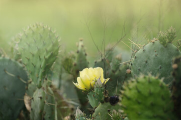 Yellow flower bloom on prickly pear cactus with blurred background in spring season Texas landscape. - 760920161