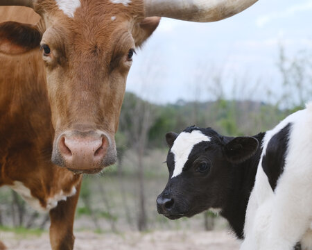 Spring season calving concept shows Texas longhorn cow with calf closeup on farm.