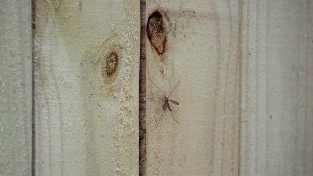 Crane Fly (aka Mosquito Hawk) on Fence